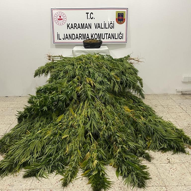 Karaman'da mısır tarlasında uyuşturucu yetiştiren 2 şüpheli yakalandı