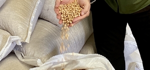 Kırşehir'de 700 bin dekara nohut ekilmesi hedefleniyor