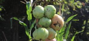 Batman'da dağ köylerinde yıllık 5 bin ton elde edilen domatesin hasadı sürüyor             