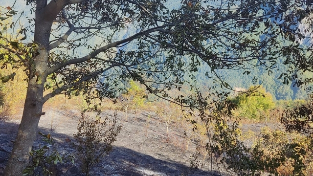 Galeri