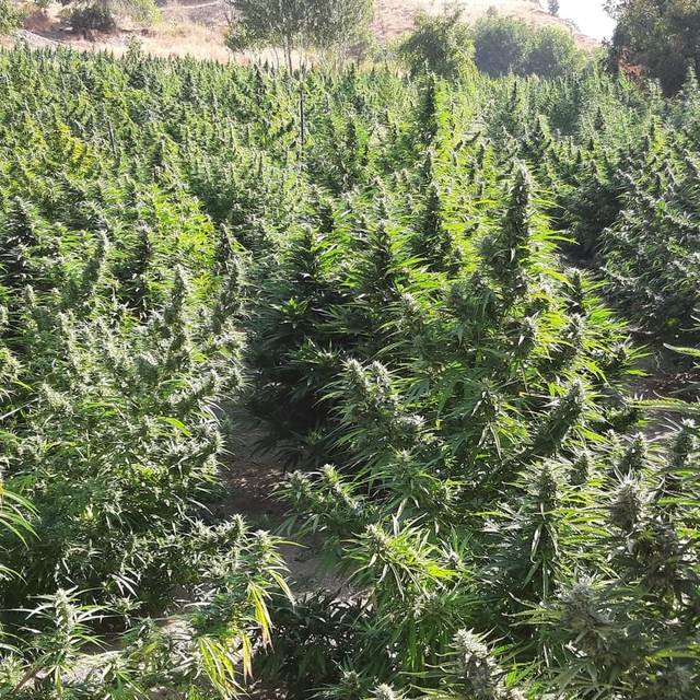 Diyarbakır'da 1 ton 530 kilogram esrar ve 2 milyon 850 kök skunk bitkisi el...