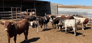 Kırşehir'de 250 bin büyükbaş hayvan şapa karşı aşılanıyor