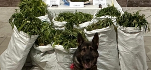 Kütahya'da uyuşturucu operasyonunda 41 kilogram esrar ele geçirildi