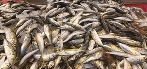 Giresun'da istavritin kilosu 35 liraya satılıyor