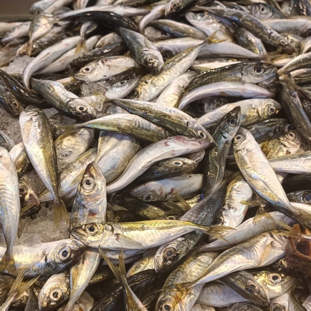 Giresun'da istavritin kilosu 35 liraya satılıyor