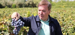 Erzincan Valisi Aydoğdu, tescilli Cimin üzümünün hasadına katıldı