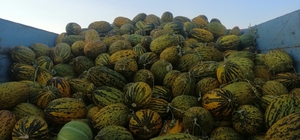 Narmikan kavunu tezgahlarda yerini aldı