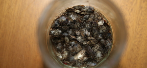 Ordu'da fındık fabrikasında görülen kahverengi kokarca böcekleri, çalışanla...