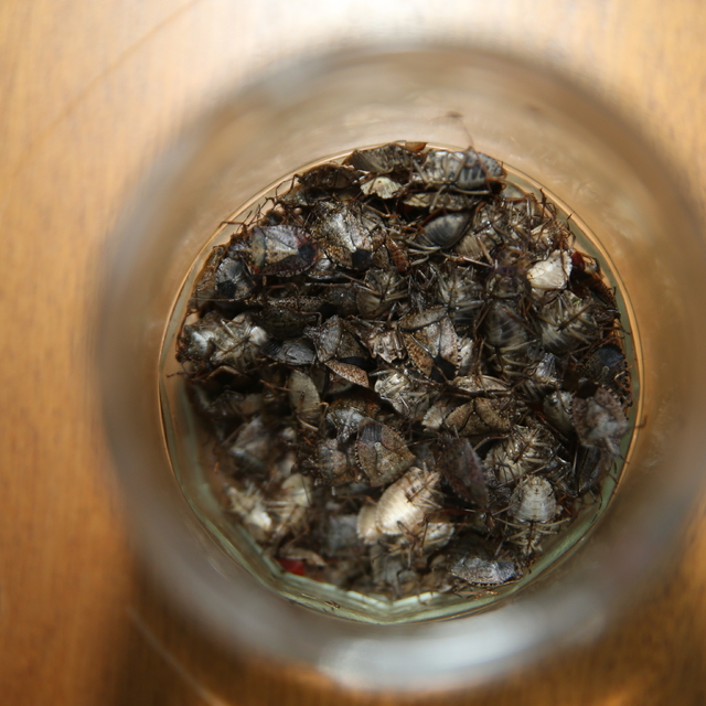 Ordu'da fındık fabrikasında görülen kahverengi kokarca böcekleri, çalışanla...