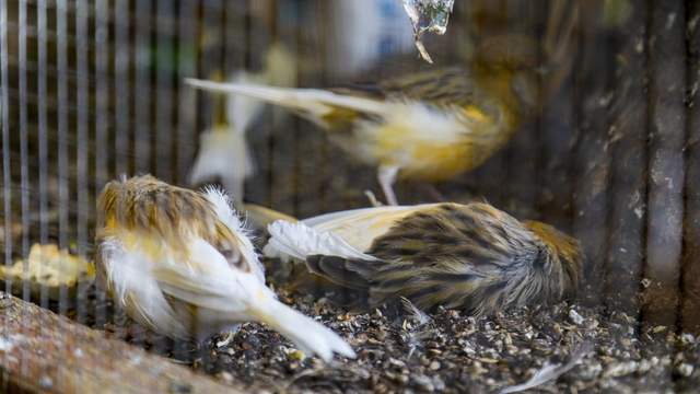 Kanarya ve papağan tahliyesinde 4 kuş öldü