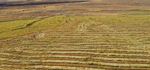 Karacadağ'ın eteklerinde kadın erkek alın teriyle çeltik topluyor