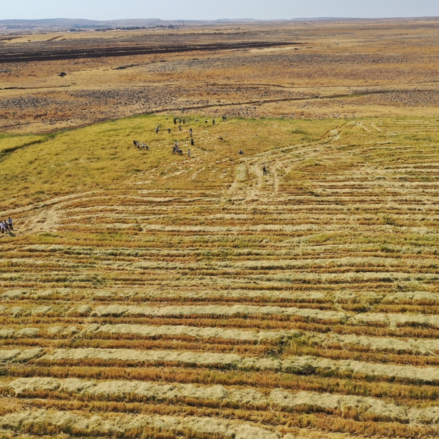 Karacadağ'ın eteklerinde kadın erkek alın teriyle çeltik topluyor