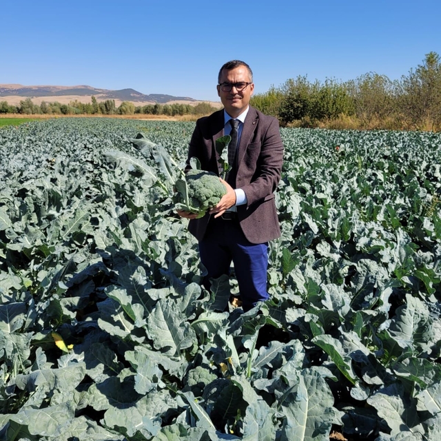 Sinanpaşa'da "brokoli" hasadı başladı