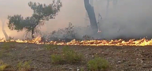 Tokat'taki orman yangını 2 saatte kontrol altına alındı