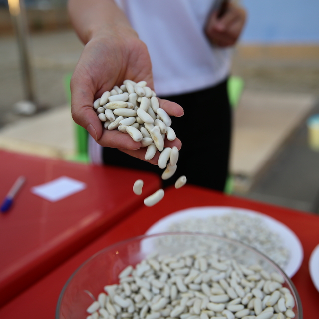 Bingöl'de "Yedisu Horoz Kuru Fasulye Festivali" düzenlendi