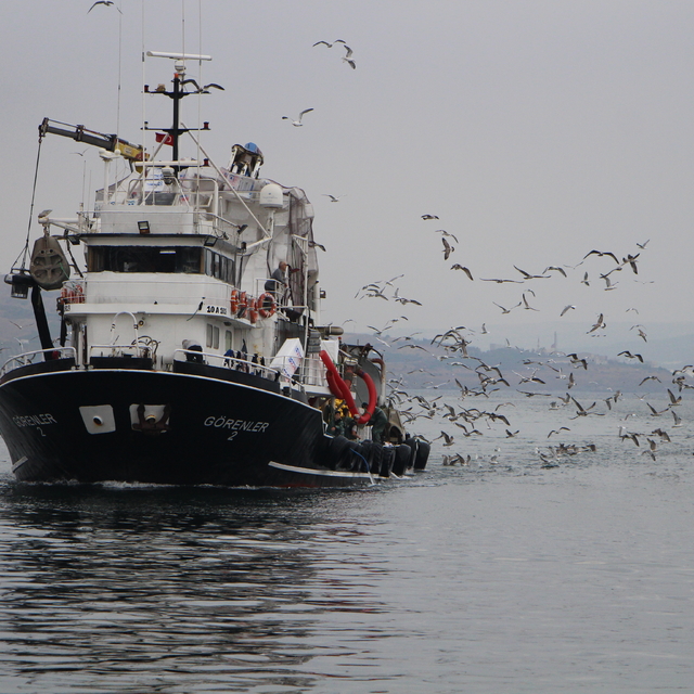 Bandırma'daki balık halinde sardalya, hamsi ve istavrit bolluğu