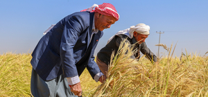 Diyarbakır'da tescilli Karacadağ pirincinde hasat sezonu başladı