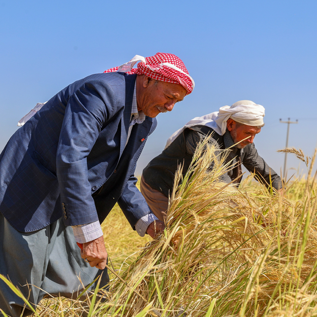 Diyarbakır'da tescilli Karacadağ pirincinde hasat sezonu başladı