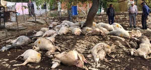 Manisa'da yıldırım isabet eden ağacın altındaki 48 küçükbaş hayvan öldü