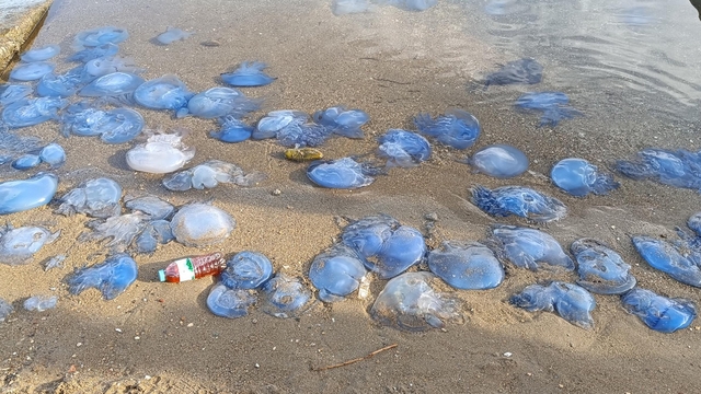 Mavi denizanaları Foça sahillerini terk etmedi