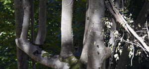 Küre Dağları'nda aynı daldan 7 ağacın büyüdüğü kayın ağacı bulundu