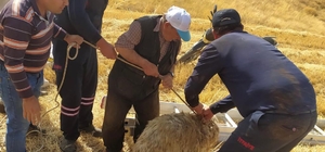 Hüyük'te kuyuya düşen koyun itfaiye ekiplerince kurtarıldı