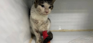 Zonguldak'ta oltadaki balığı yemek isterken boğazına kanca takılan kedi ted...