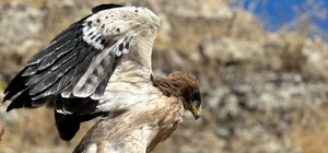 Tunceli'de yaralı bulunan kartal tedavisinin ardından doğaya bırakıldı