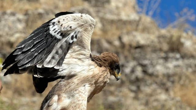 Tunceli'de yaralı bulunan kartal tedavisinin ardından doğaya bırakıldı