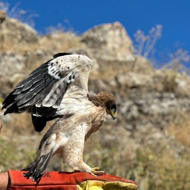 Tunceli'de yaralı bulunan kartal tedavisinin ardından doğaya bırakıldı