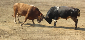 "Ardanuç Boğa Güreşleri ve Kültür Sanat Festivali" başladı