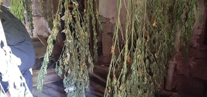 Artvin'de uyuşturucu operasyonunda bir kişi tutuklandı