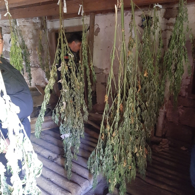 Artvin'de uyuşturucu operasyonunda bir kişi tutuklandı