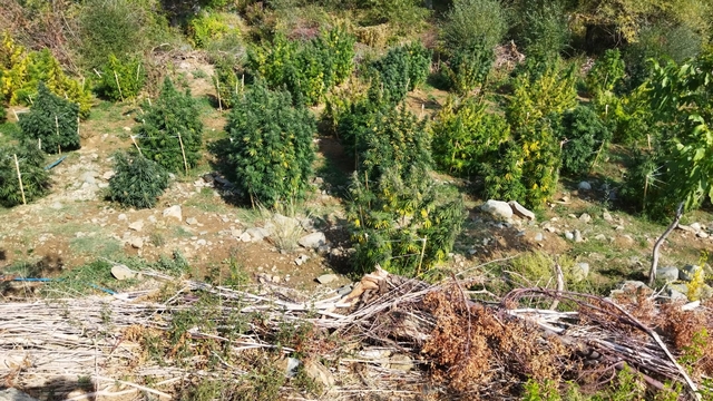 Diyarbakır'da 121 kilo 600 gram esrar ele geçirildi