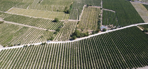 Elazığ'da 110 bin dekar alanda yetiştirilen üzüm birçok şehre gönderiliyor