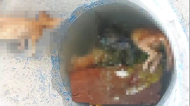 Bursa'da, su dolu varilde 4 kedi ölüsü bulundu