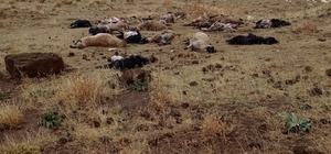 Bitlis'te yıldırımın isabet ettiği sürüdeki 25 küçükbaş hayvan telef oldu