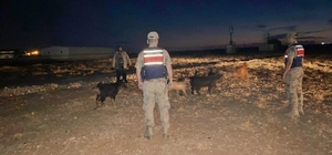 Kilis'te kaybolan küçükbaş hayvanları jandarma buldu