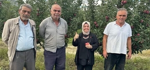 Elmalı'da elma hasadı başladı