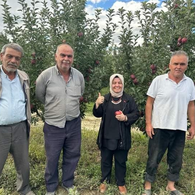 Elmalı'da elma hasadı başladı
