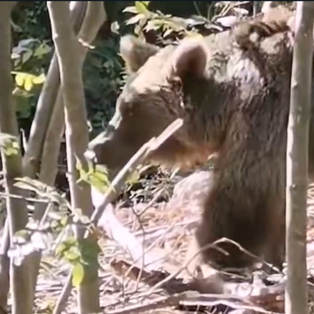 Tel örgülere sıkışan bozayı kurtarıldı