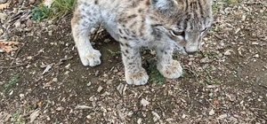 Sivas'ta köyden ayrılmayan vaşak yavrusu ilgi odağı oldu