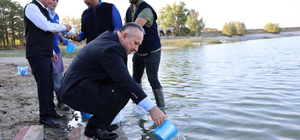 Ürgüp'teki Damsa Barajı'na 350 bin yavru sazan bırakıldı