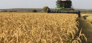 Balıkesir'de çeltik hasadı başladı