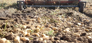 Sivas'ta yerli tohumluk patatesin hasadı başladı