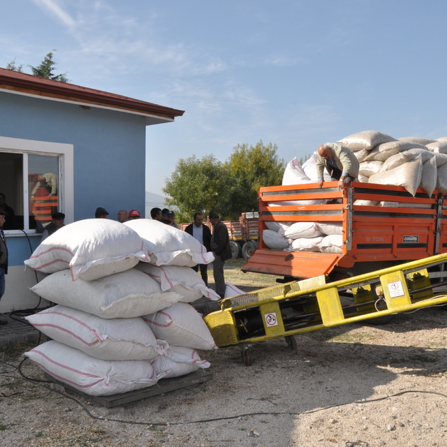 Gümüşhacıköy'de haşhaş kapsülü alımı başladı