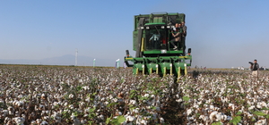 Hatay Valisi Mustafa Masatlı, Amik Ovası'nda pamuk hasadına katıldı