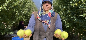Isparta'da üreticiler elma hasadı mesaisinde