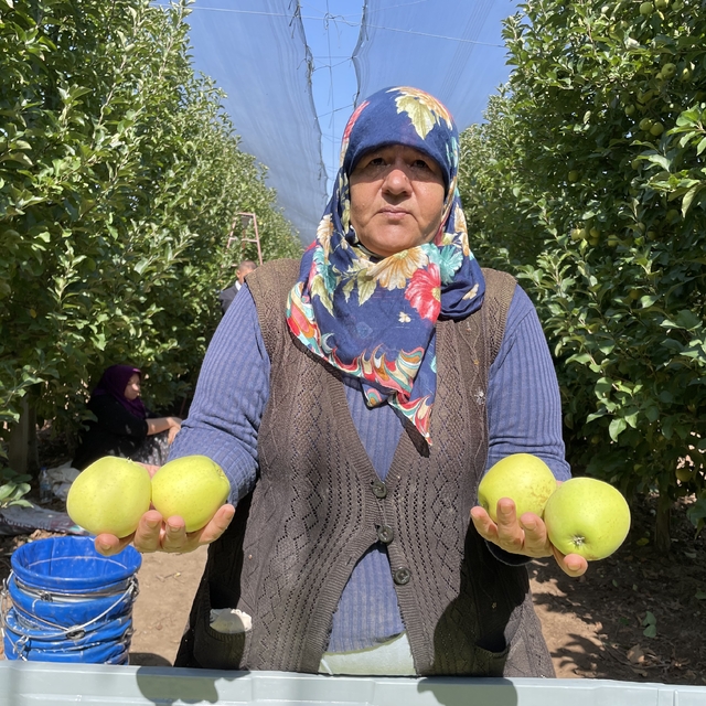 Isparta'da üreticiler elma hasadı mesaisinde