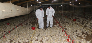 Devlet desteğiyle kurduğu çiftlikte Et ve Süt Kurumuna tavuk sağlıyor